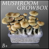 Magic Mushroom Growbox Cambodia