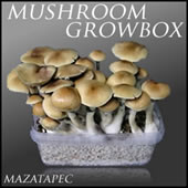 Magic Mushroom Growbox Cambodia
