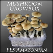 Buy Magic Mushroom Growbox Pes Amazonian