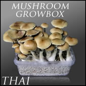 Buy Magic Mushroom Growbox Thai